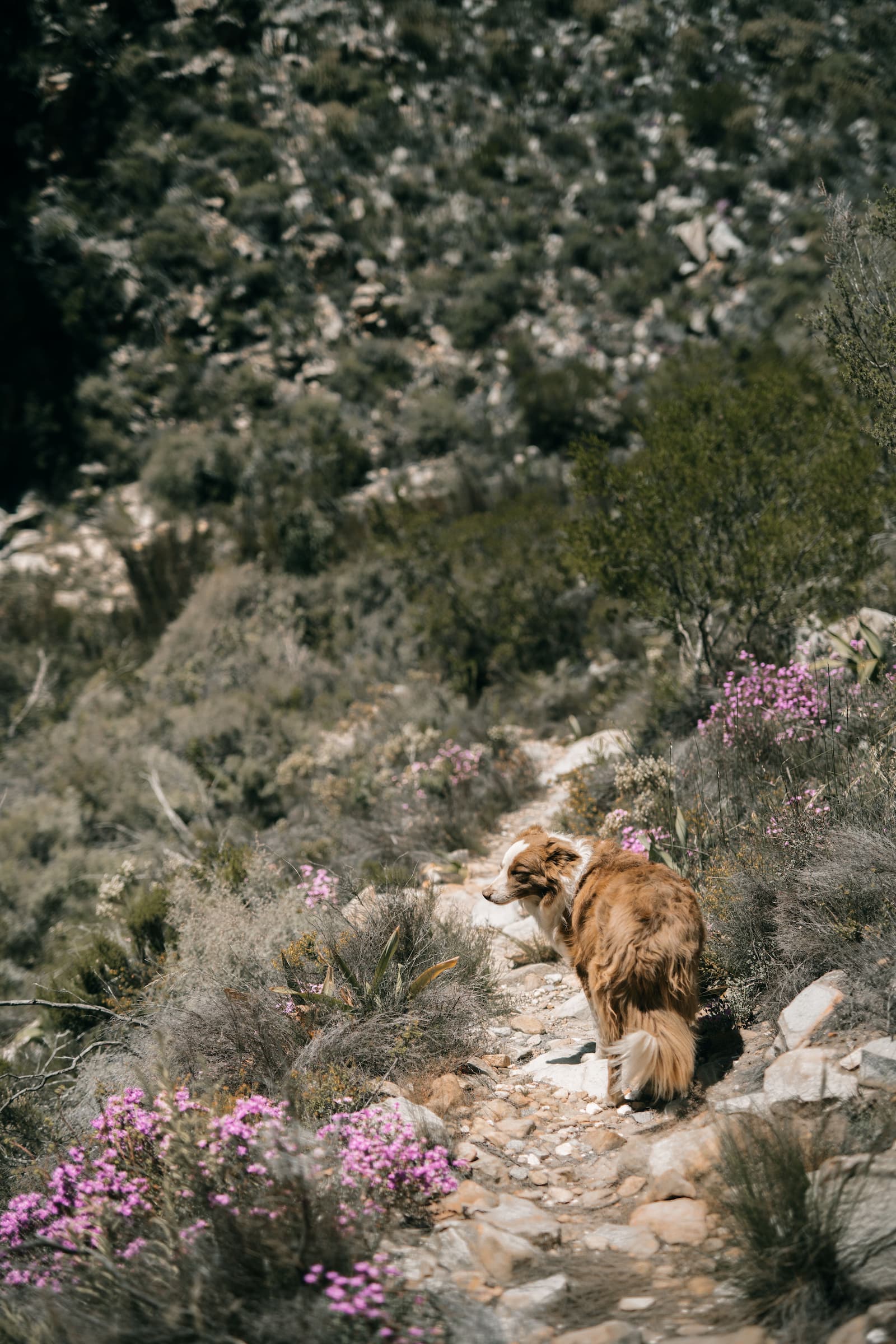 An active dog hiking a trail alongside its owner