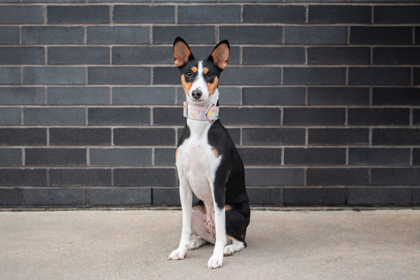 A Basenji dog portrait showing its alert, upright ears