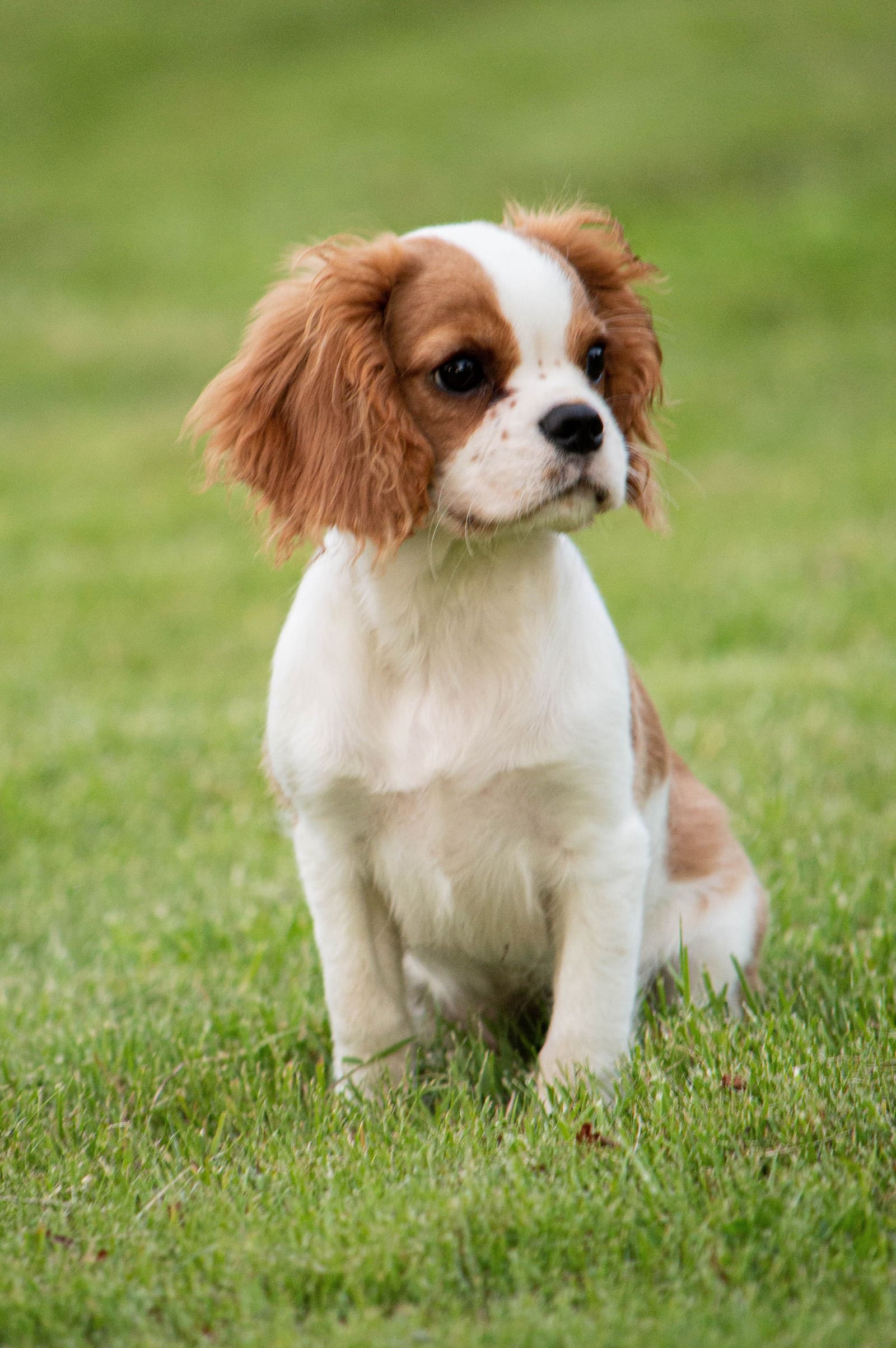 A Cavalier King Charles Spaniel with its characteristic long ears