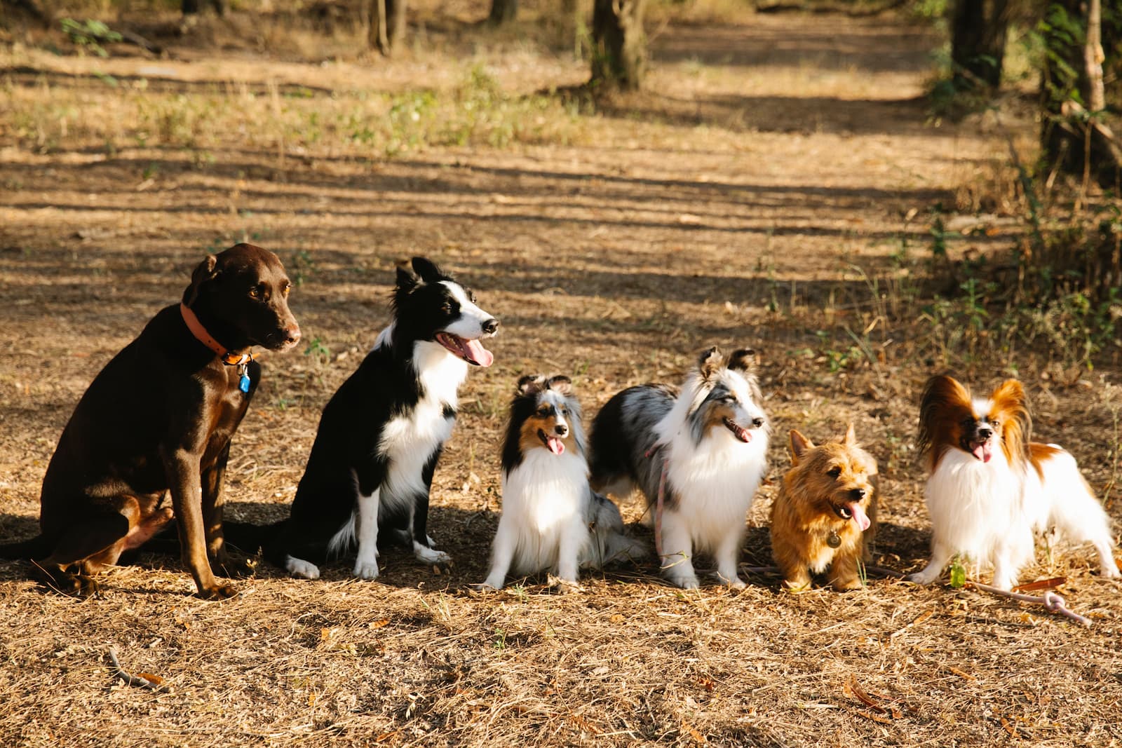 Several different dog breeds shown together for comparison