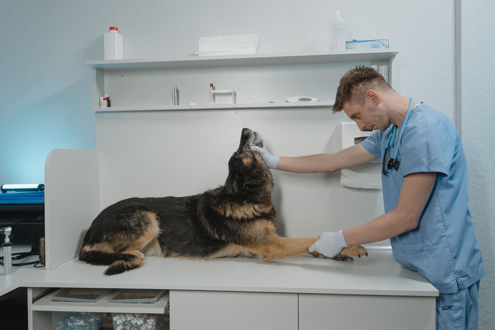 A dog at a veterinary checkup with its owner