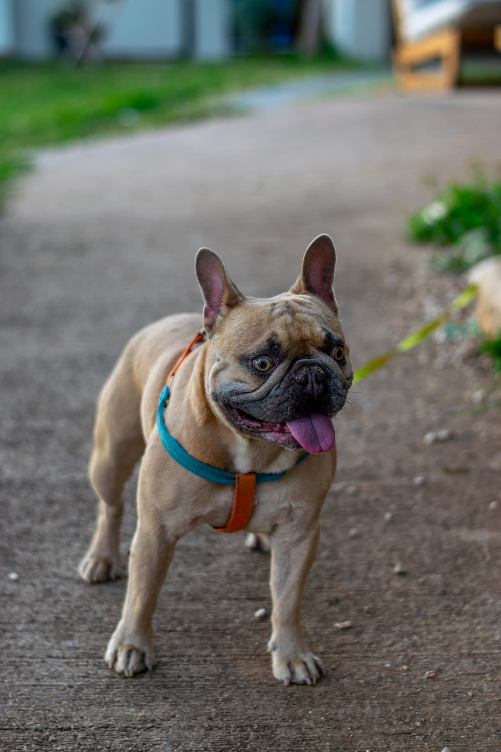A French Bulldog sitting indoors