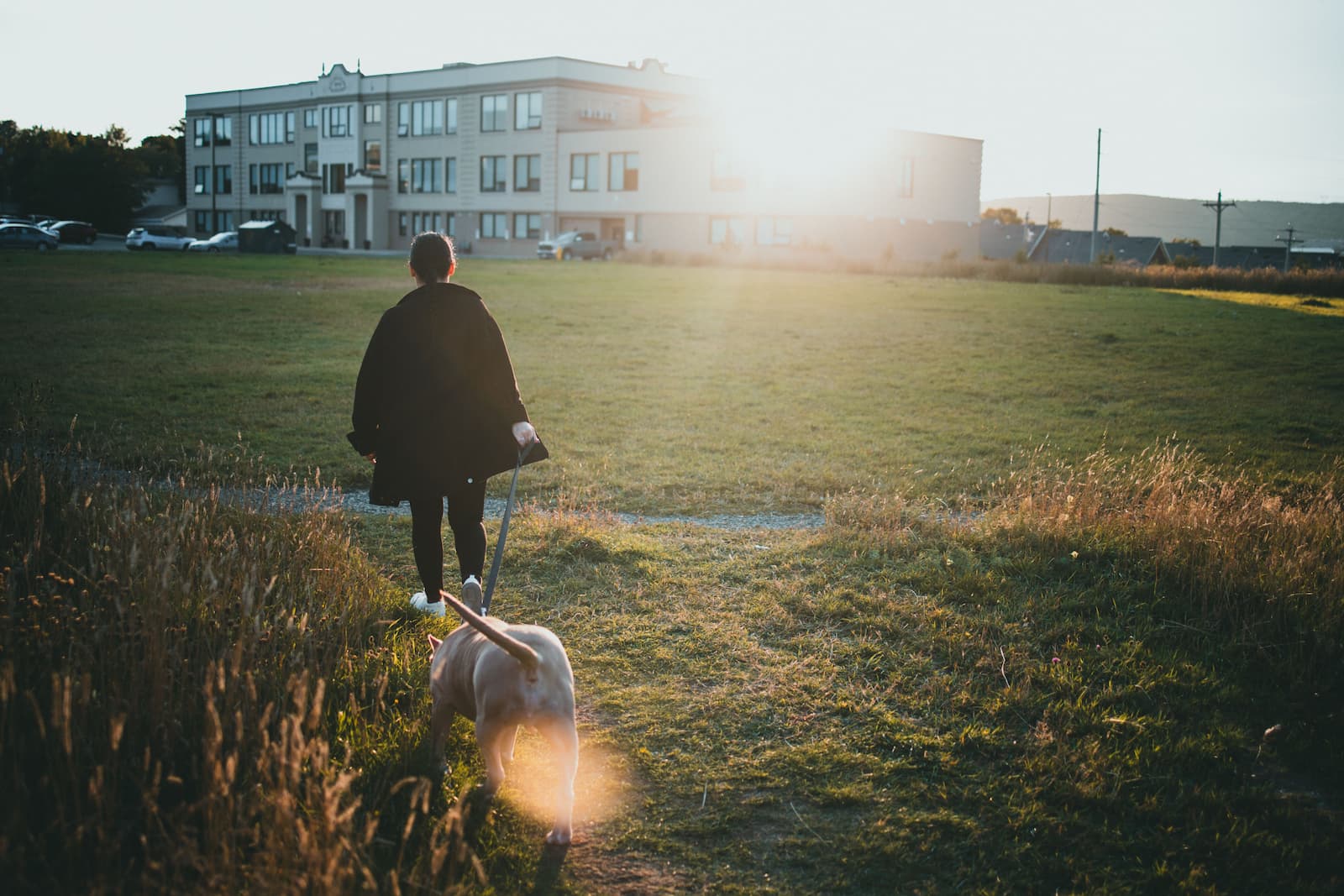 Person walking a dog together outdoors in a city neighborhood