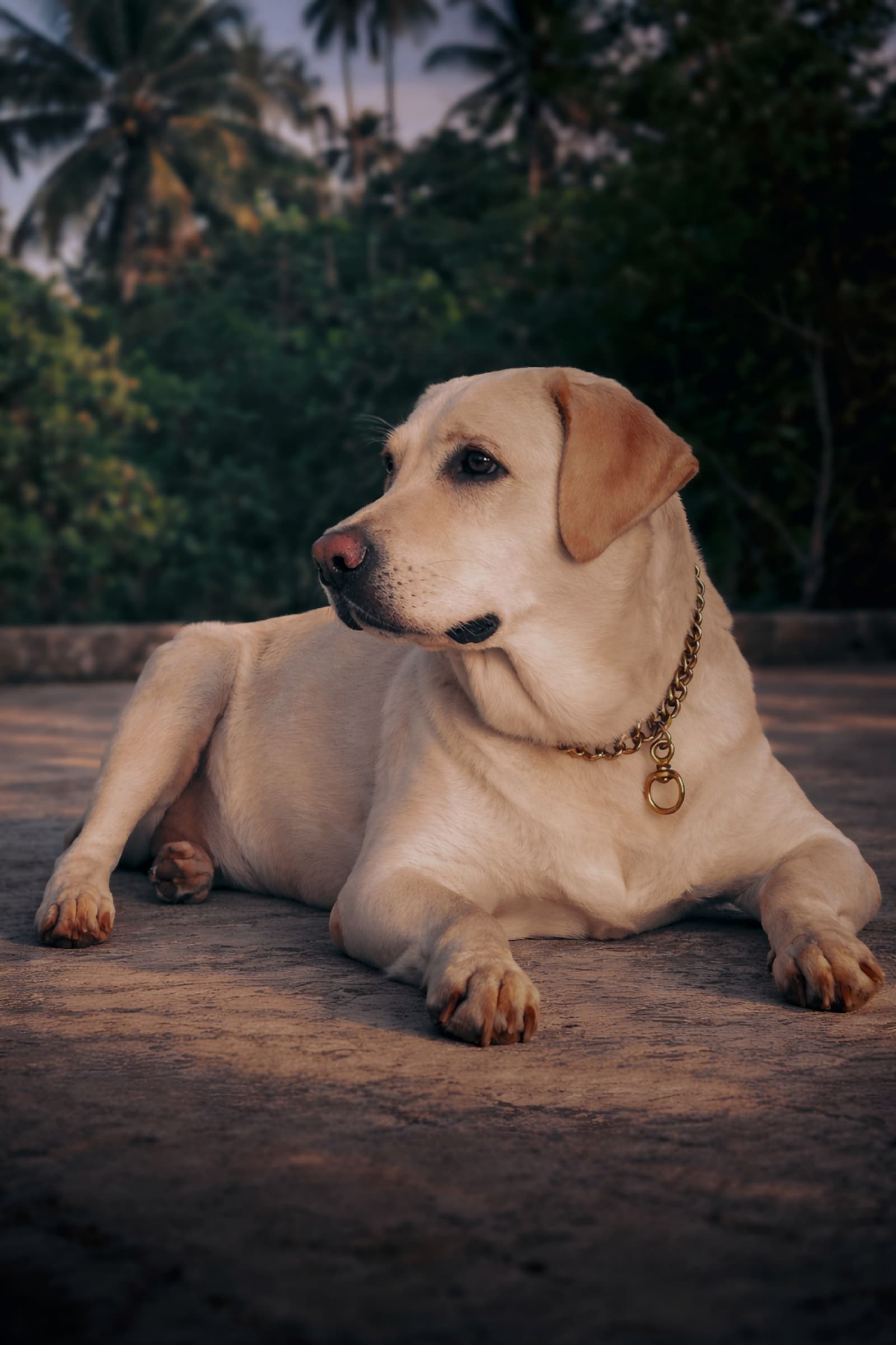 A Labrador Retriever standing outdoors
