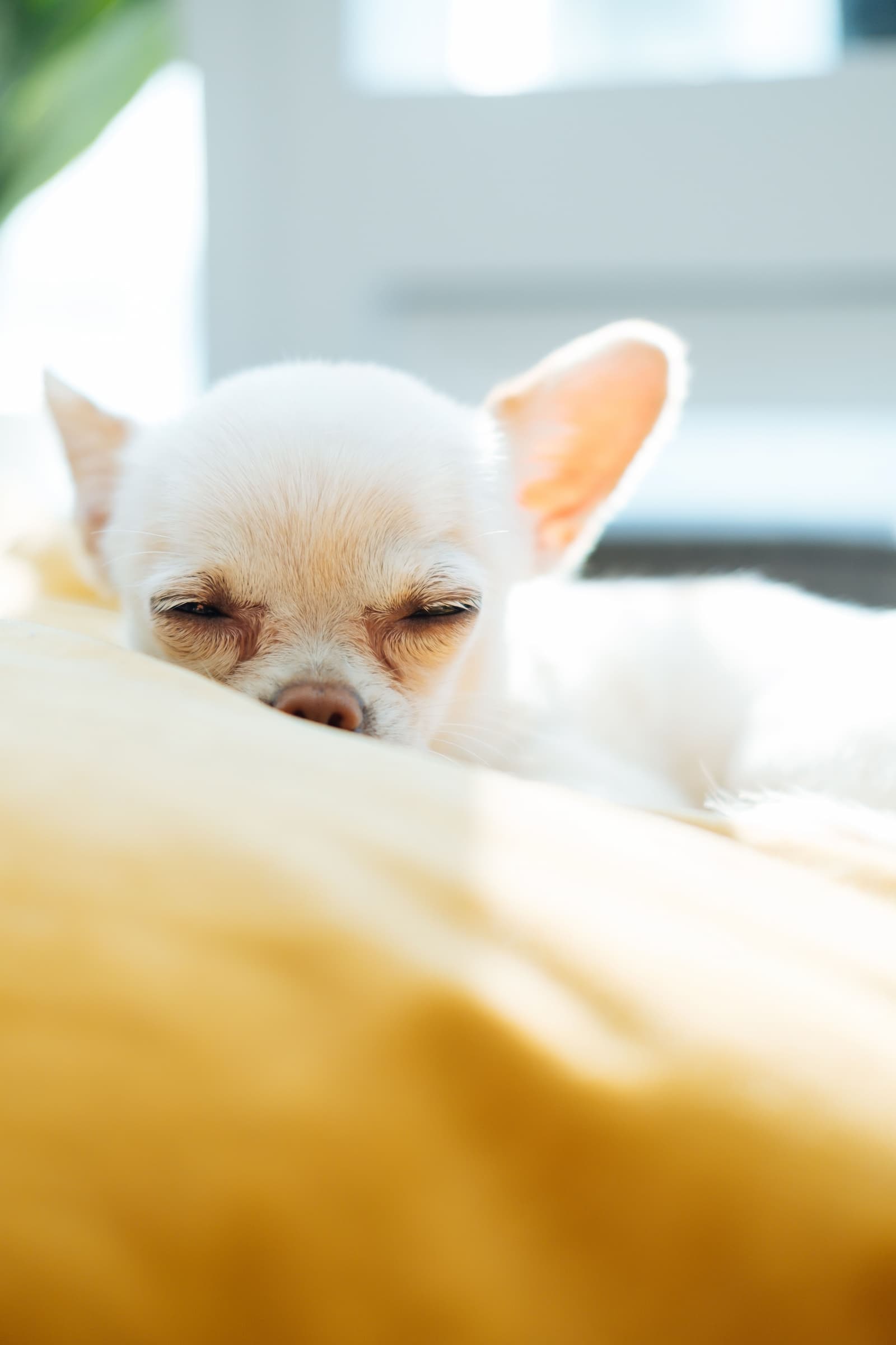 A low-energy dog breed sleeping peacefully