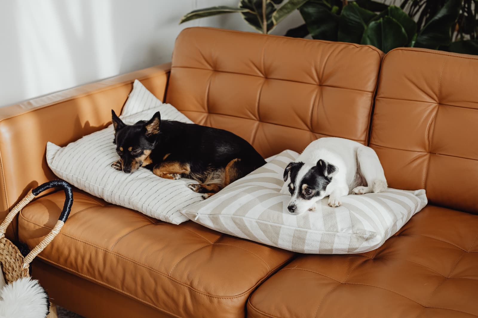 A calm, low-maintenance dog breed resting on a sofa