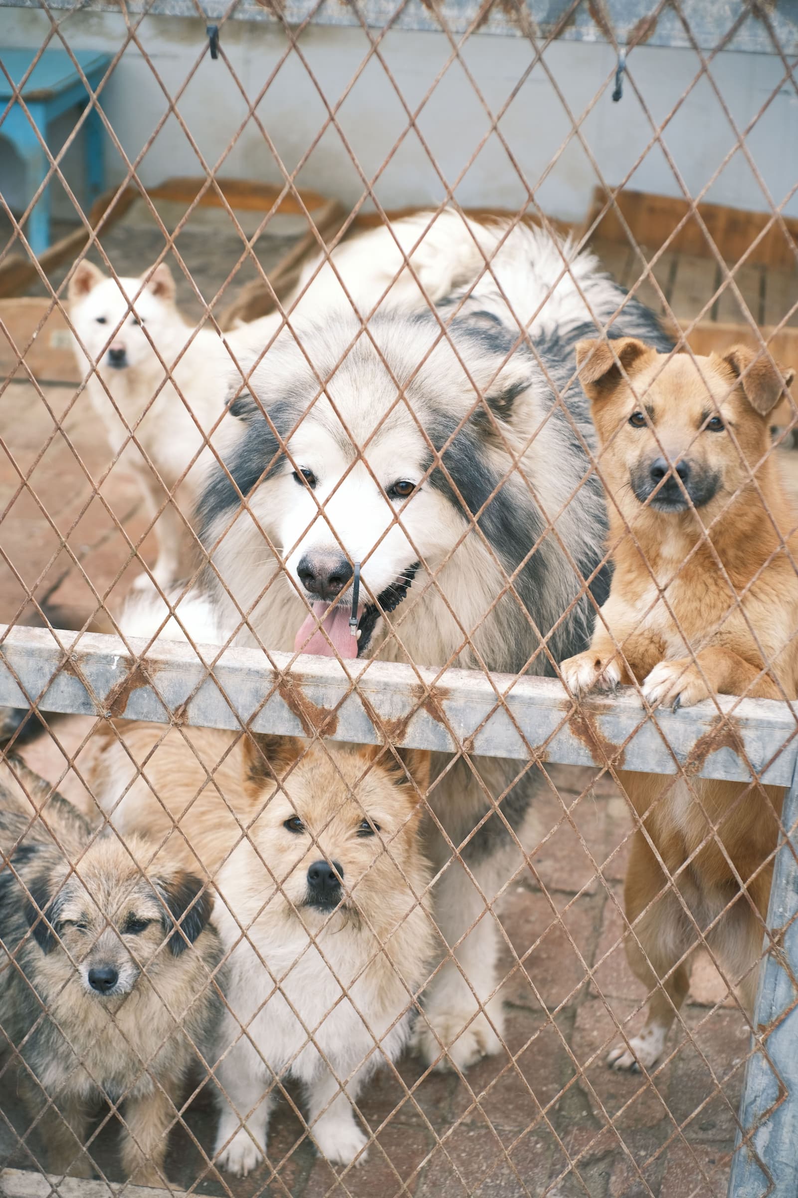 A mixed-breed shelter dog with a healthy, alert expression