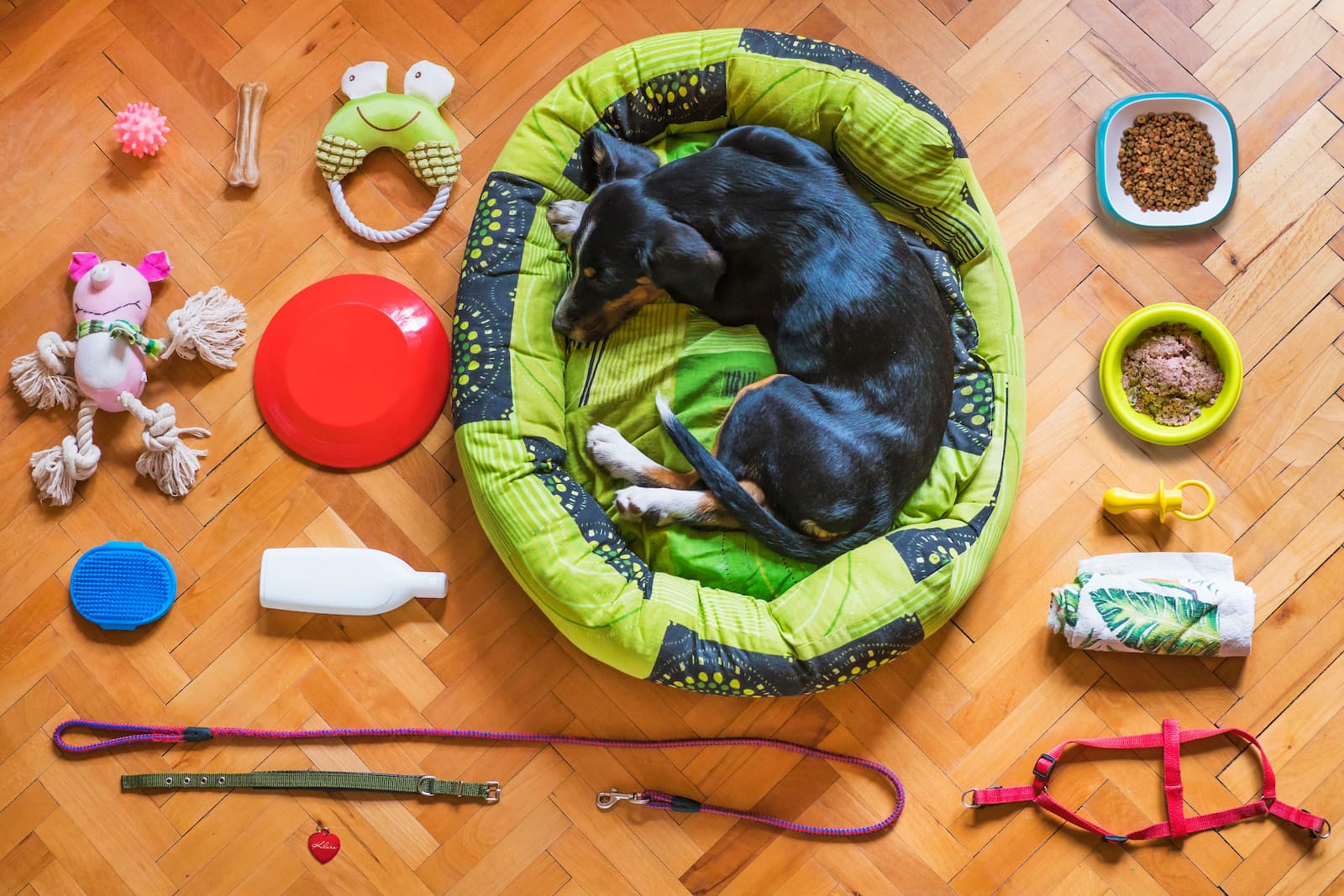 Puppy essentials laid out, including a crate and food bowls