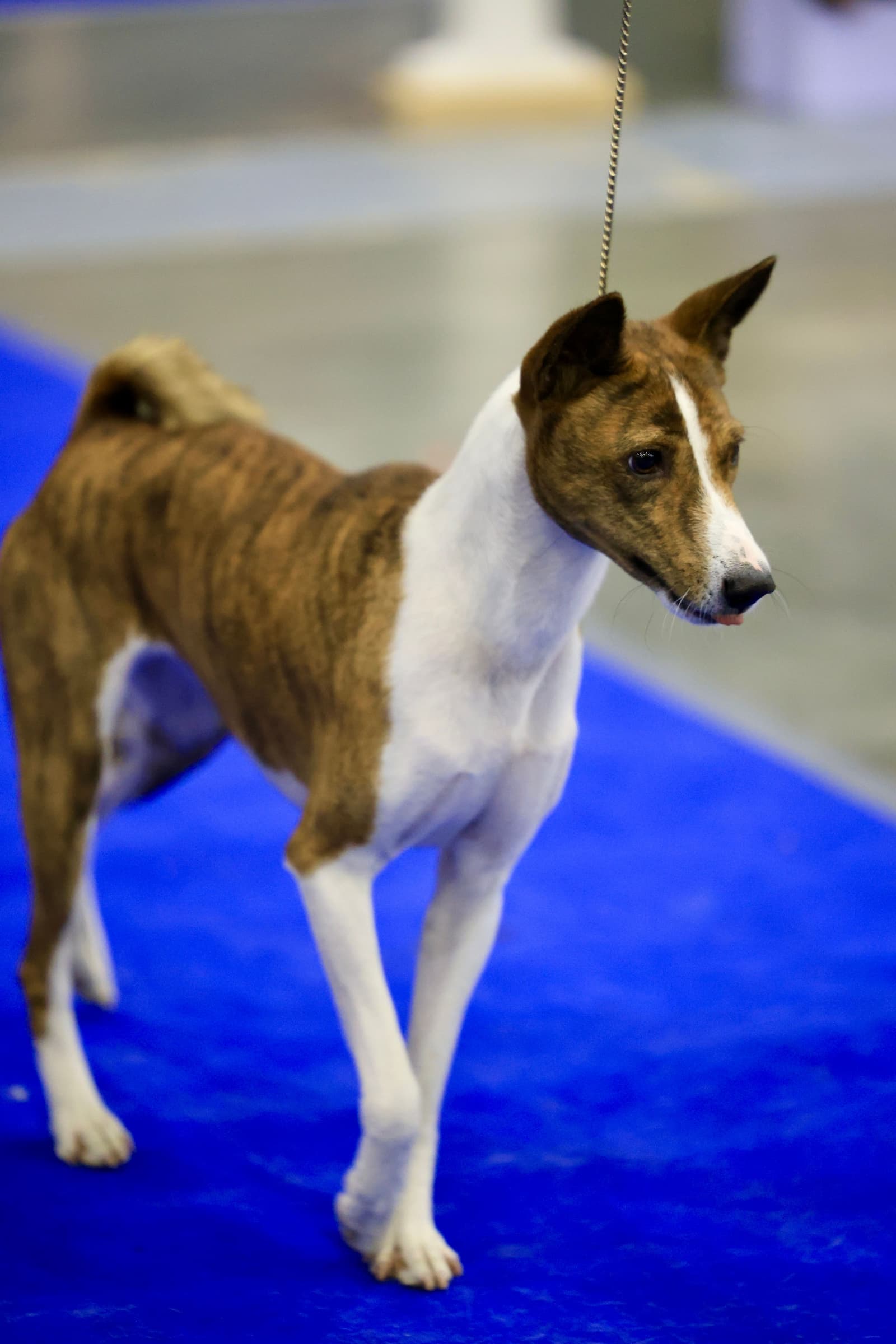 A Basenji, one of the quietest dog breeds, sitting calmly indoors